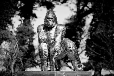 Stainless Steel Gorilla Front facing